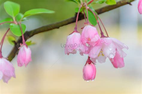 Begonia Flowers Blooming In The Rain Picture And HD Photos | Free Download On Lovepik