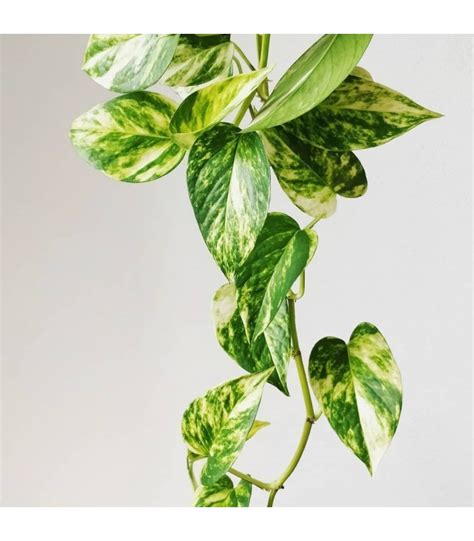 Epipremnum aureum Golden Pothos Jibóia