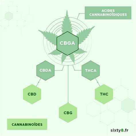 Les principaux cannabinoides présents dans le CBD et leurs effet