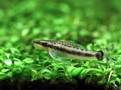 Otocinclus Care Guide Species Profile Fishkeeping World