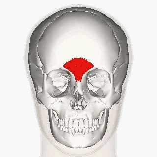 Procerus muscle animation small - Procerus muscle - Wikipedia ...