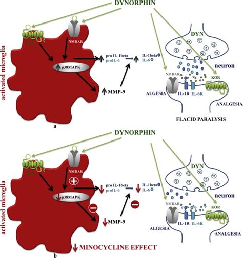 Dynorphin May Play A Physiological Role And Exert Antinociceptive