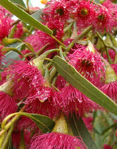 Large Fruited Blue Gum (Eucalyptus leucoxylon megalocarpa) | Australian ...