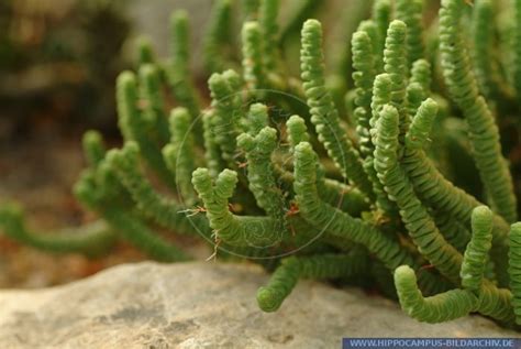 Crassula Rupestris Ssp Marnieriana Alias Jade Necklace Vine