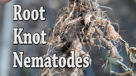 Dealing With Root Knot Nematodes In A Vegetable Garden Greg 42 Off