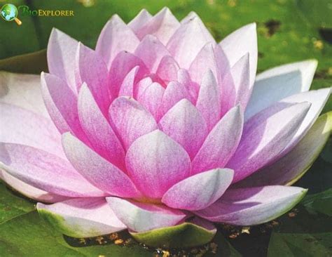 Water Lily Colors Meaning At Terrance Olson Blog