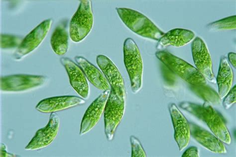 What Is The Plant Characteristics Of Euglena