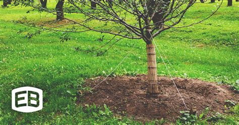 How To Use A Tree Stake Kit Eaton Brothers