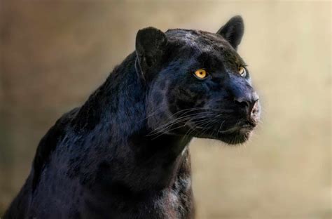 Black Panther Cat A Comprehensive Breed Guide Cattitude