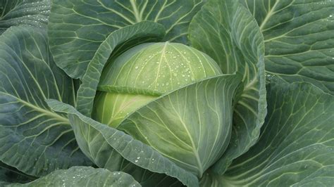 Cabton Cabbage (Organic) | Seedway