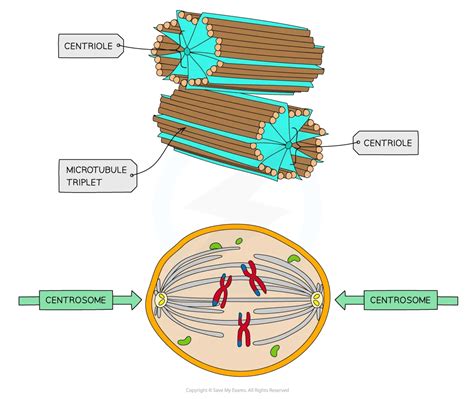 Eukaryotic Cell Structure Sl Ib Biology Revision Notes 2025