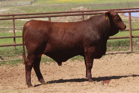 Lot 30 - Santa Gertrudis - 7/680 | Cattle In Motion | Cattle Auctions ...