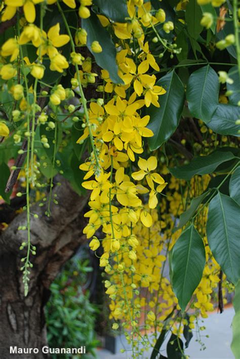 Comprar Sementes de Cássia imperial Cassia fistula na Toca