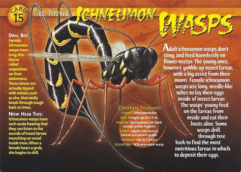 Ichneumon Wasp - Wierd N'wild Creatures Wiki