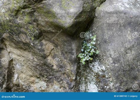 Planta Verde Que Crece En Piedra De La Arena Foto De Archivo Imagen