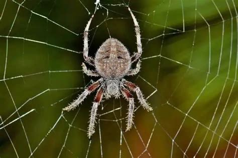 7 Common Spiders In New York Id Pictures Wildlife Informer