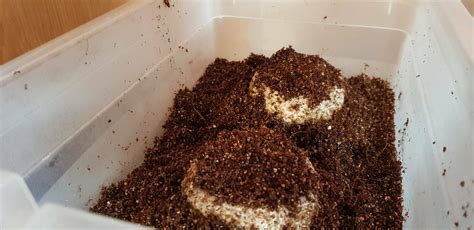 Burying Brf Cakes In Coir Mushroom Cultivation Shroomery Message Board