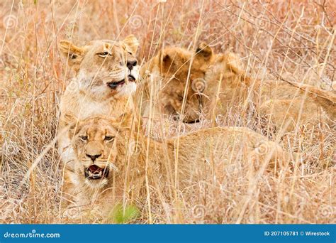 Beautiful African Lion Hiding In Long Grass In South Africa Stock Image