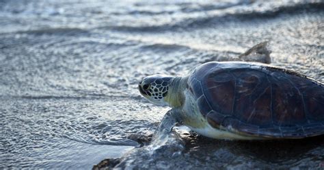 Una Tartaruga Ha Deposto Le Uova Nel Salento Durante Una Festa In Spiaggia