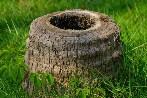 How To Remove A Palm Tree Stump Diy Guide Gfl Outdoors