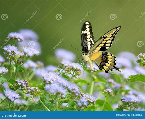 Giant Swallowtail Butterfly Laying Eggs Royalty Free Stock Image