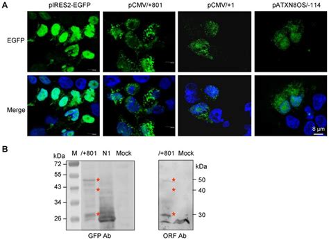 Protein Expression Of Atxn Os Orf Egfp Fusion Protein In Hek Cells