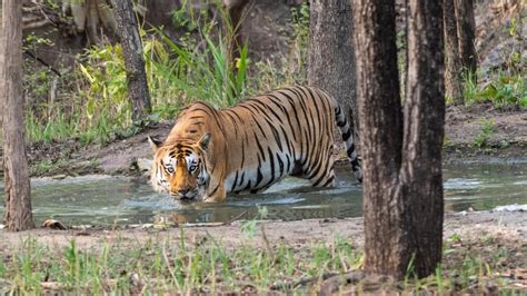 Jim Corbett National Park | IAS Abhiyan