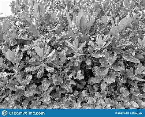 Black And White Photo Of Foliage Growing By The Beach Stock Photo