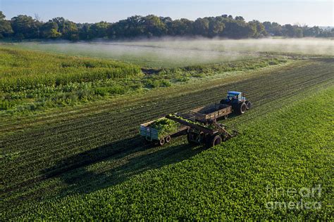 Celery Farming Photograph By Jim Westscience Photo Library Fine Art