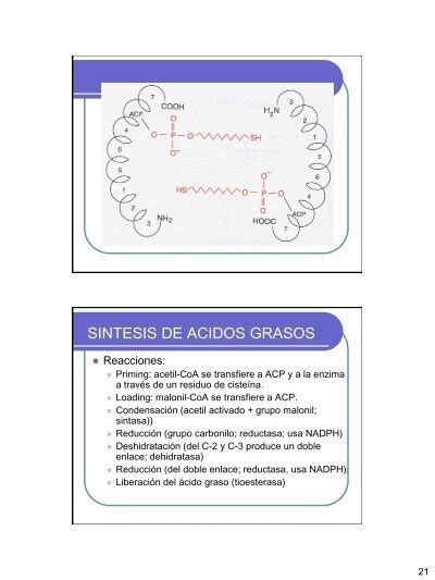 SINTESIS DE ACIDOS GRASOS