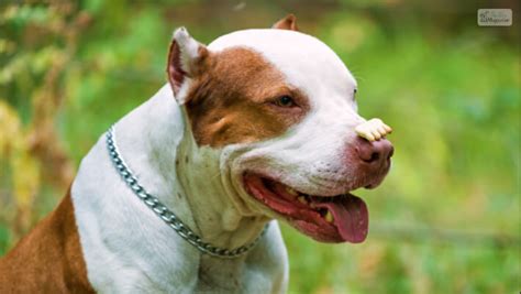 Everything You Need To Know About Red Nose Pitbull