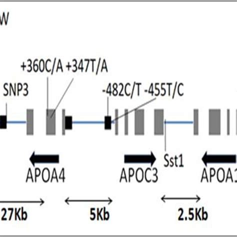 Apolipoprotein E Isoforms And Its Genetic Integrity The Figure Shows