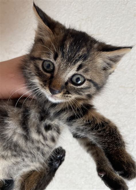 「マンチカンミックス ずん」茨城県 猫の里親募集475065 2枚目の画像 ペットのおうち【里親決定25万頭！】