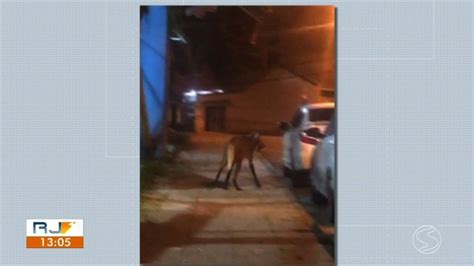 Lobo guará é flagrado passeando pelas ruas de Volta Redonda Sul do