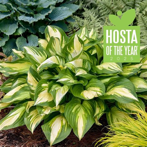 Hosta Miss America 5.25" Pot Well Rooted Perennial Shade 2025 Hosta of