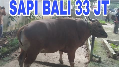 Sapi Bali Jumbo Harga Juta Di Pasar Hewan Pelaihari Tanah Laut