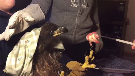 Tamarack Wildlife Rehabilitation Center Treats Bald Eagle For Lead