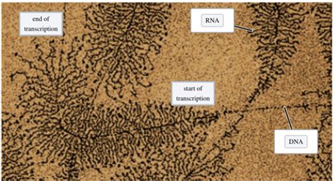 Rna Processing In Prokaryotes Diagrams Rna Polymerase In Pro