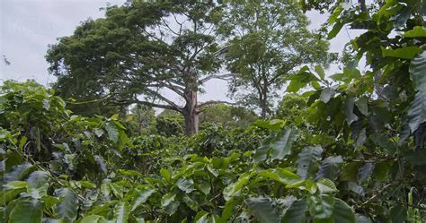 Lush Plant At Coffee Farm In Costa Rica With Lone Tree By Stocksy