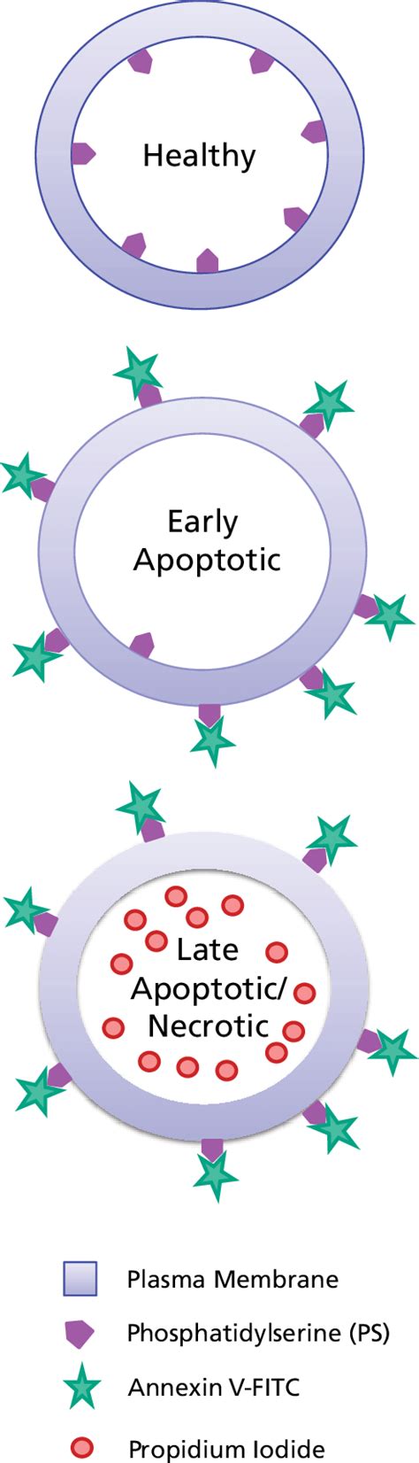 Diagram showing healthy and apoptotic cells with markers for detection ...