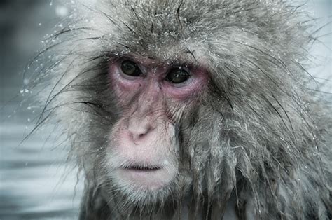 Snow Monkeys Nagano Japan | 2 on Behance