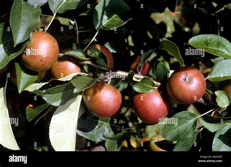 Roter Apfelbaum Hi Res Stock Photography And Images Alamy