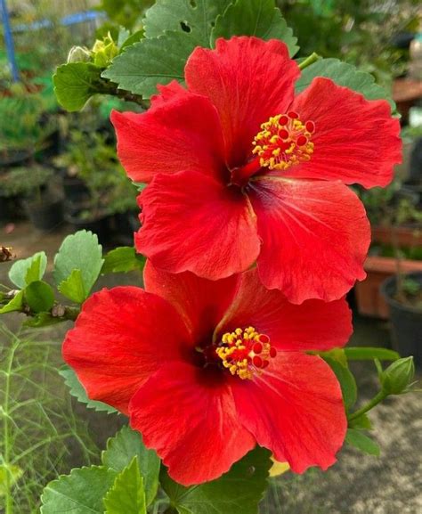 Two Large Red Flowers With Green Leaves In The Foreground And On The