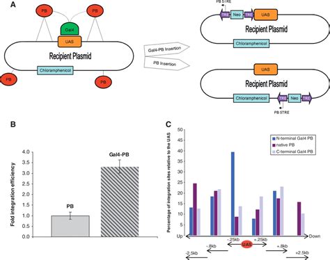 (A) Schematic for the plasmid into plasmid experiment. Both the... | Download Scientific Diagram