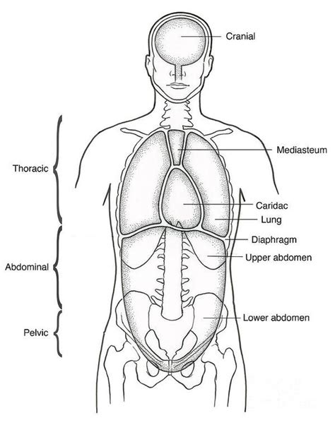 Body Cavity