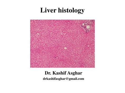 PPT - Liver histology PowerPoint Presentation, free download - ID:2427698