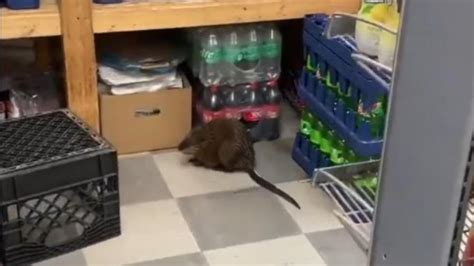 Captan Rata Gigante En Supermercado De Nueva York