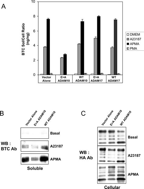 ADAM10 Mediates Ectodomain Shedding Of The Betacellulin Precursor