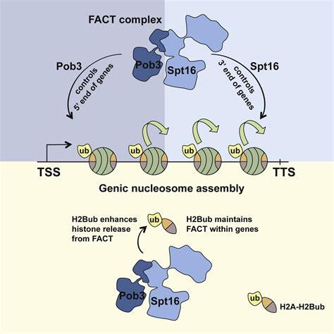 The Chaperone Fact And Histone H B Ubiquitination Maintain S Pombe