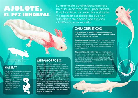 Infografía Ajolote on Behance